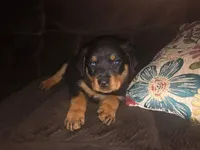 Rottweiler , a female Rottweiler for sale in Murray, KY – Photo 1 of 3
