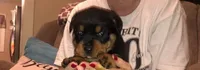 Rottweiler , a female Rottweiler for sale in Murray, KY – Photo 3 of 3