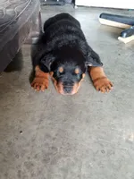 Rottweiler , a female Rottweiler for sale in Murray, KY – Photo 2 of 3
