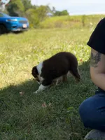 RTM2, a male Australian Shepherd for sale in Bowler, WI – 3 of 10