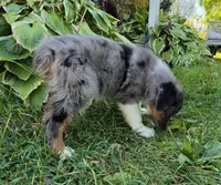 BMM2, a male Australian Shepherd for sale in Bowler, WI – 7 of 7