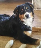 Trooper, a male Australian Shepherd for sale in Bowler, WI – 3 of 3