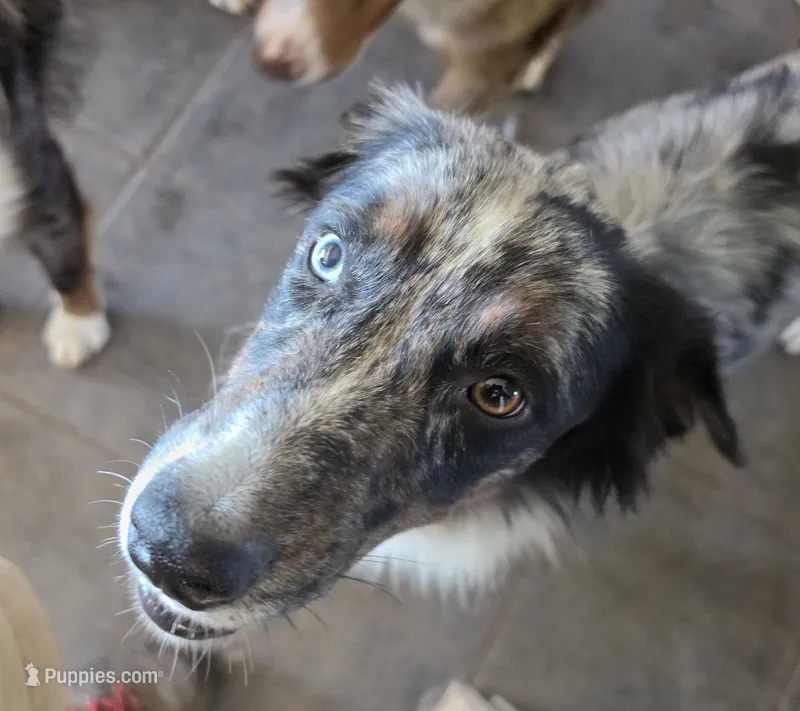 Gracie – Australian Shepherd puppy for sale in Bowler, WI