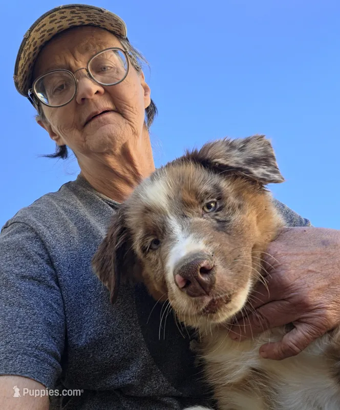 RMM3 – Australian Shepherd puppy for sale in Bowler, WI