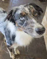 Gracie, a female Australian Shepherd for sale in Bowler, WI – 2 of 4