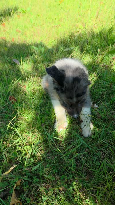 BMM2, a male Australian Shepherd for sale in Bowler, WI – 4 of 9