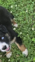 Cubby, a male Australian Shepherd for sale in Bowler, WI – 8 of 9