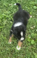 Cubby, a male Australian Shepherd for sale in Bowler, WI – 9 of 9