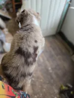 RMM3, a male Australian Shepherd for sale in Bowler, WI – 4 of 6