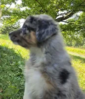 BMM2, a male Australian Shepherd for sale in Bowler, WI – 4 of 7