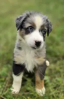 BMM3, a male Australian Shepherd for sale in Bowler, WI – 3 of 6