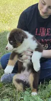 RTM2, a male Australian Shepherd for sale in Bowler, WI – 9 of 10