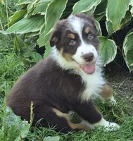 RTM1, a male Australian Shepherd for sale in Bowler, WI – 1 of 7