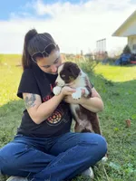 RTM2, a male Australian Shepherd for sale in Bowler, WI – 5 of 10
