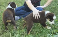 RTM1, a male Australian Shepherd for sale in Bowler, WI – 7 of 7