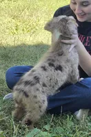 RMM2, a male Australian Shepherd for sale in Bowler, WI – 2 of 5