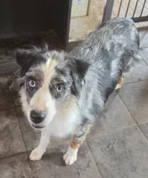 Sissy, a female Australian Shepherd for sale in Bowler, WI – 3 of 3