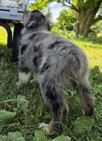 BMM2, a male Australian Shepherd for sale in Bowler, WI – 5 of 7