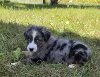 BMM1, a male Australian Shepherd for sale in Bowler, WI – 5 of 7