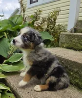 BMM3, a male Australian Shepherd for sale in Bowler, WI – 2 of 6