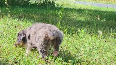 BMM2, a male Australian Shepherd for sale in Bowler, WI – 6 of 9