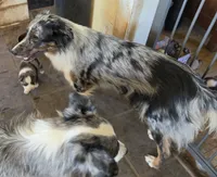 Gracie, a female Australian Shepherd for sale in Bowler, WI – 4 of 4