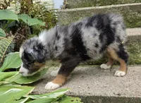 BMM3, a male Australian Shepherd for sale in Bowler, WI – 4 of 6