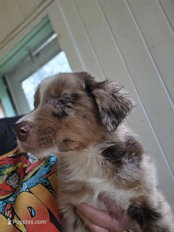 RMM3 – Australian Shepherd puppy for sale in Bowler, WI
