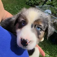 BMM3, a male Australian Shepherd for sale in Bowler, WI – 6 of 6