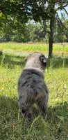 BMM2, a male Australian Shepherd for sale in Bowler, WI – 6 of 7