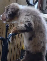 RMM2, a male Australian Shepherd for sale in Bowler, WI – 5 of 5
