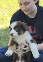 RTM2, a male Australian Shepherd for sale in Bowler, WI – 10 of 10