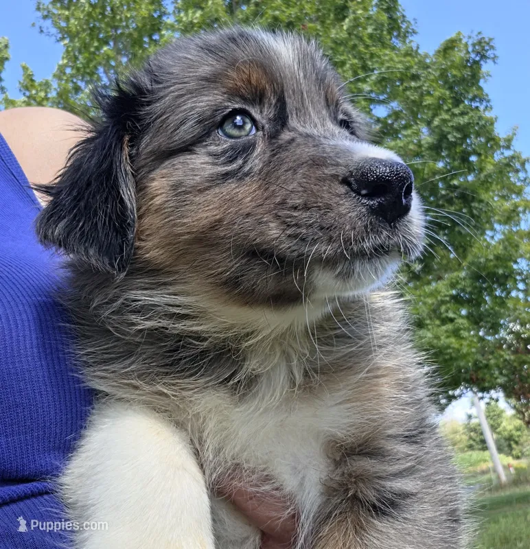 BMM2 – Australian Shepherd puppy for sale in Bowler, WI