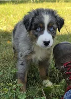 BMM1, a male Australian Shepherd for sale in Bowler, WI – 7 of 7