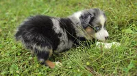BMM3, a male Australian Shepherd for sale in Bowler, WI – 5 of 6