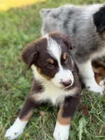 RTM1, a male Australian Shepherd for sale in Bowler, WI – 4 of 7