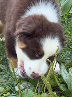 RTM2, a male Australian Shepherd for sale in Bowler, WI – 2 of 10