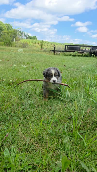 BMM1, a male Australian Shepherd for sale in Bowler, WI – 2 of 9