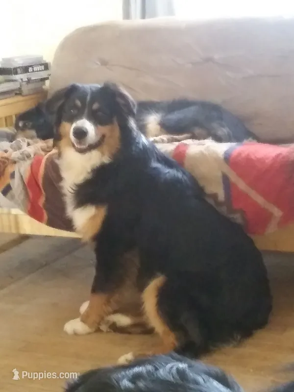 Trooper – Australian Shepherd puppy for sale in Bowler, WI