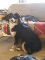 Trooper, a male Australian Shepherd for sale in Bowler, WI – 1 of 3
