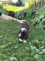 RTM2, a male Australian Shepherd for sale in Bowler, WI – 8 of 10