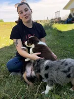 RTM2, a male Australian Shepherd for sale in Bowler, WI – 6 of 10