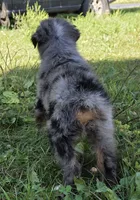 BMM1, a male Australian Shepherd for sale in Bowler, WI – 4 of 7