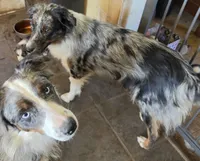 Gracie, a female Australian Shepherd for sale in Bowler, WI – 3 of 4