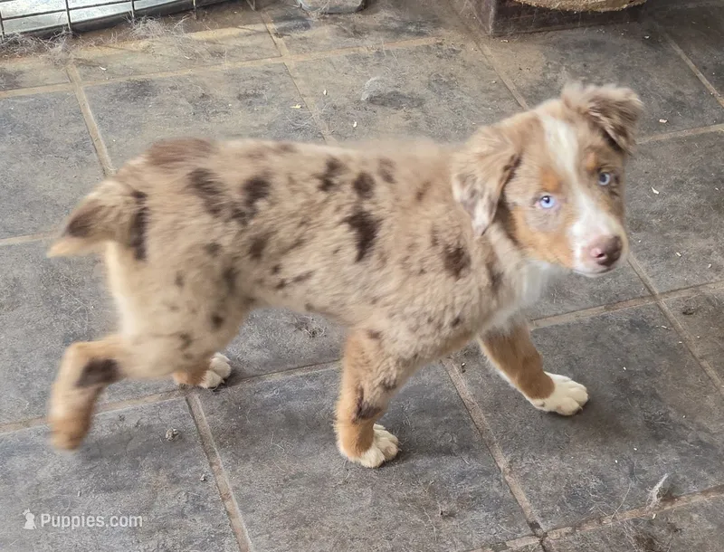 RMM3 – Australian Shepherd puppy for sale in Bowler, WI