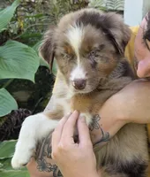 RMM3, a male Australian Shepherd for sale in Bowler, WI – 5 of 6