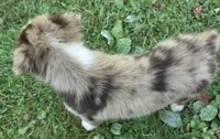 RMM3, a male Australian Shepherd for sale in Bowler, WI – 3 of 6