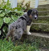 BMM2, a male Australian Shepherd for sale in Bowler, WI – 3 of 7