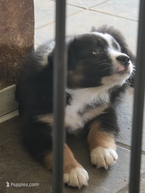 Cubby – Australian Shepherd puppy for sale in Bowler, WI
