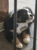 Cubby, a male Australian Shepherd for sale in Bowler, WI – 1 of 9